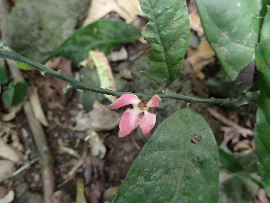 Erythropalaceae Heisteria parvifolia