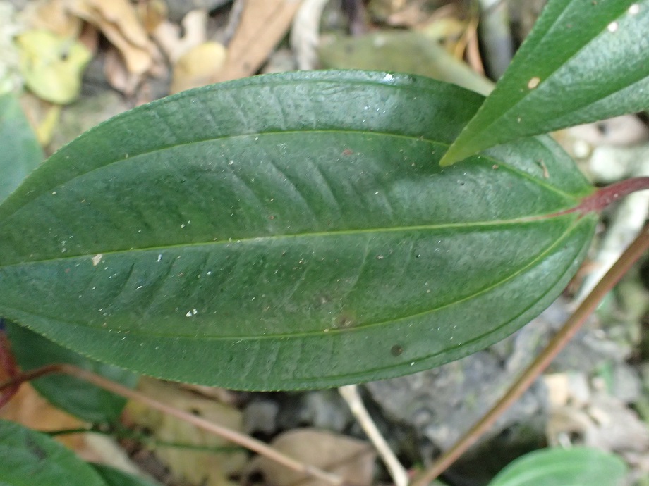 Melastomataceae Heterotis decumbens