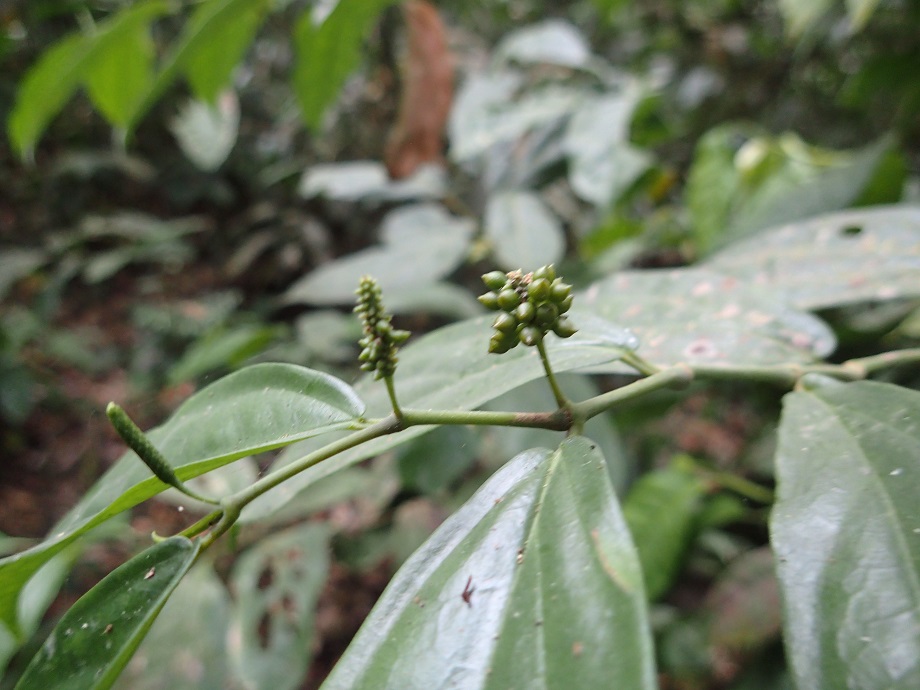 Piperaceae Piper guineense