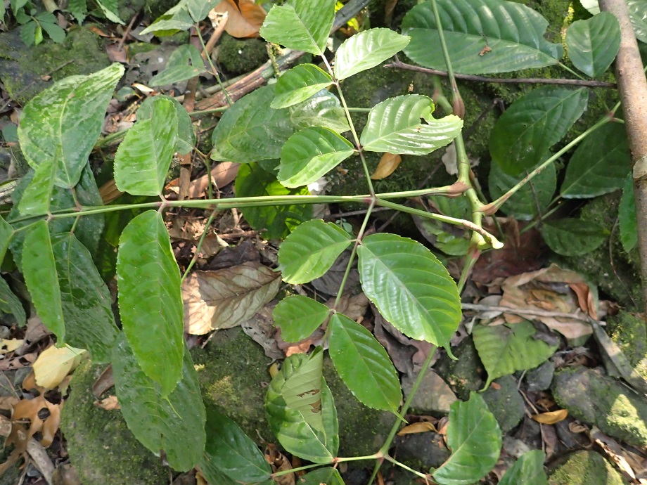 Vitaceae Leea guineensis