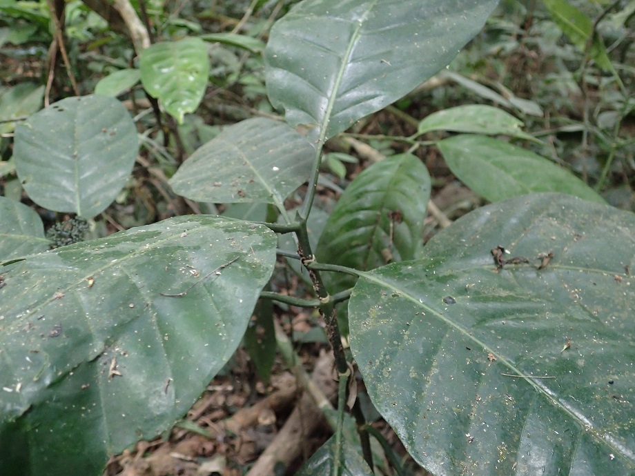Rubiaceae  
