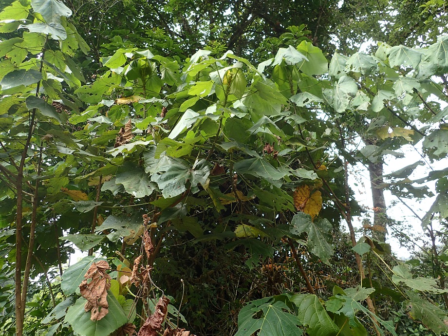Euphorbiaceae Macaranga occidentalis