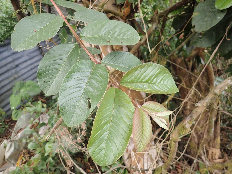 Myrtaceae Psidium guajava
