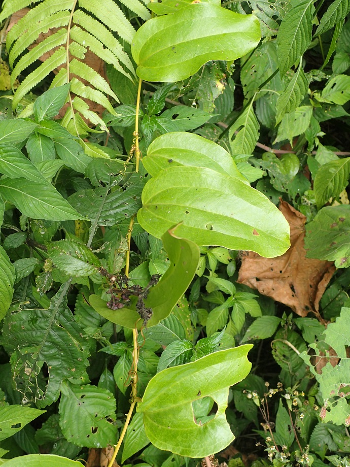 Smilacaceae Smilax anceps
