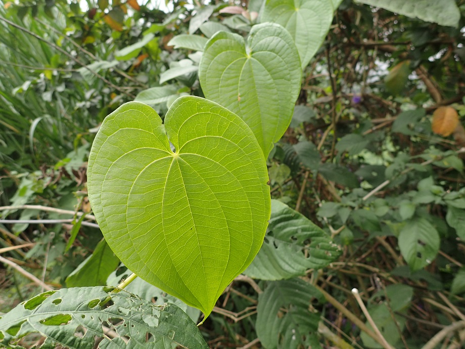 Dioscoreaceae Dioscorea 