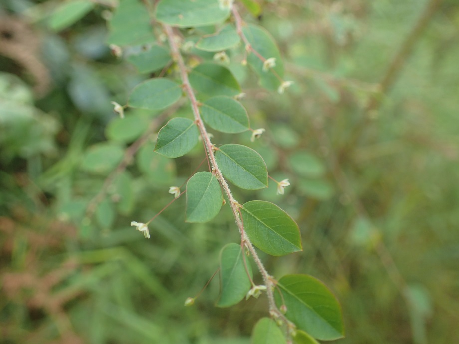 Phyllanthaceae Phyllanthus nummulariifolius