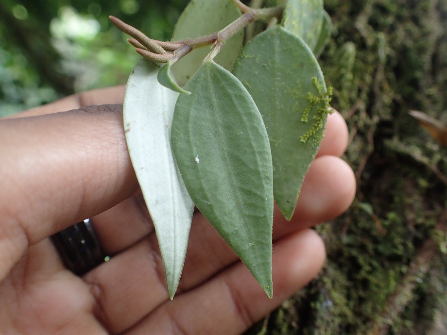 Piperaceae Peperomia fernandopoiana