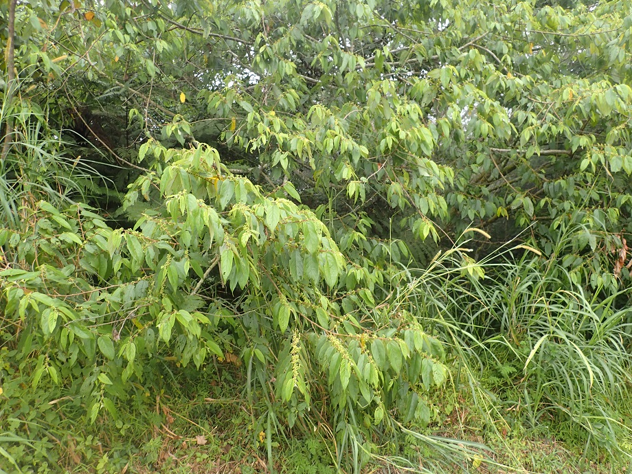 Cannabaceae Trema occidentalis