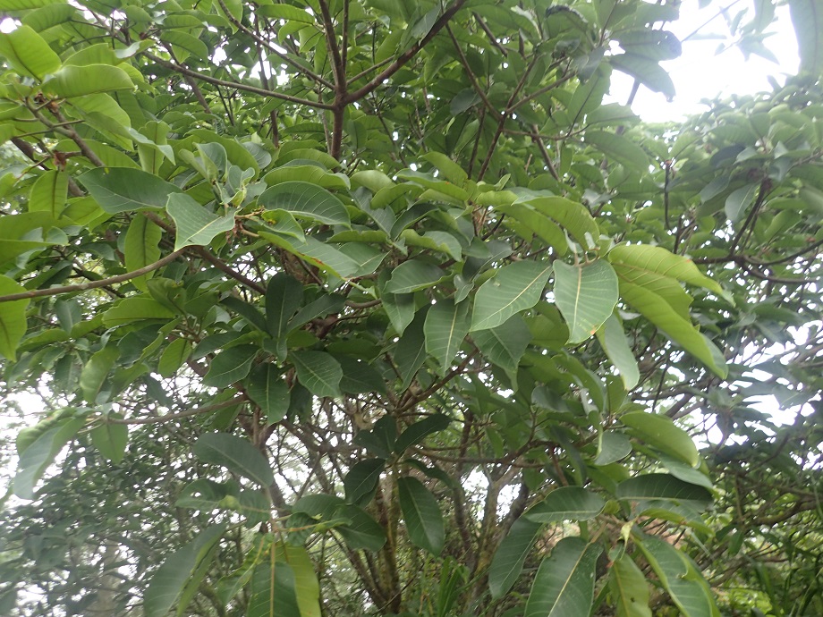 Moraceae Ficus lutea