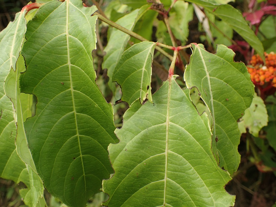 Vitaceae Leea guineensis