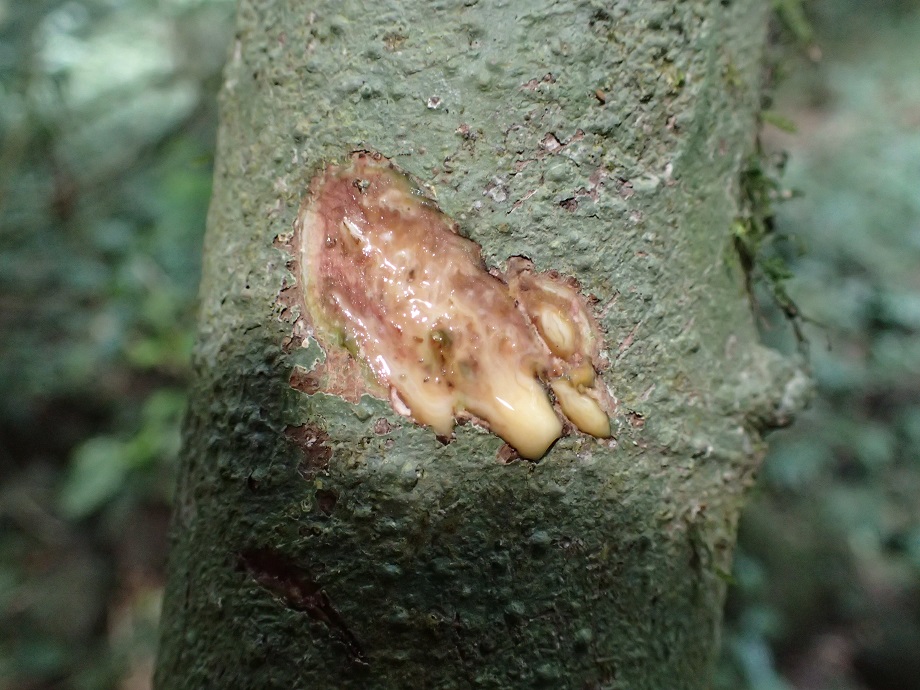 Moraceae Ficus 