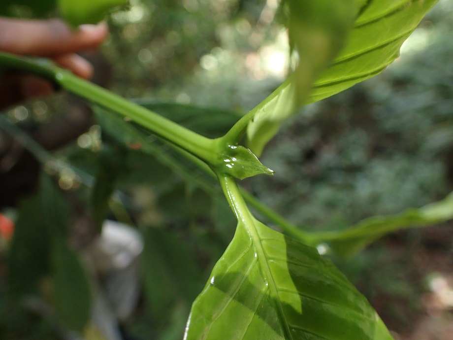 Rubiaceae Oxyanthus speciosus