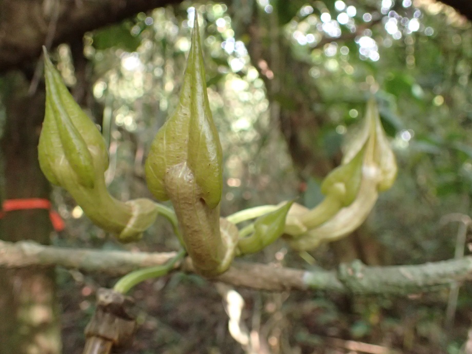Aristolochiaceae Pararistolochia triactina