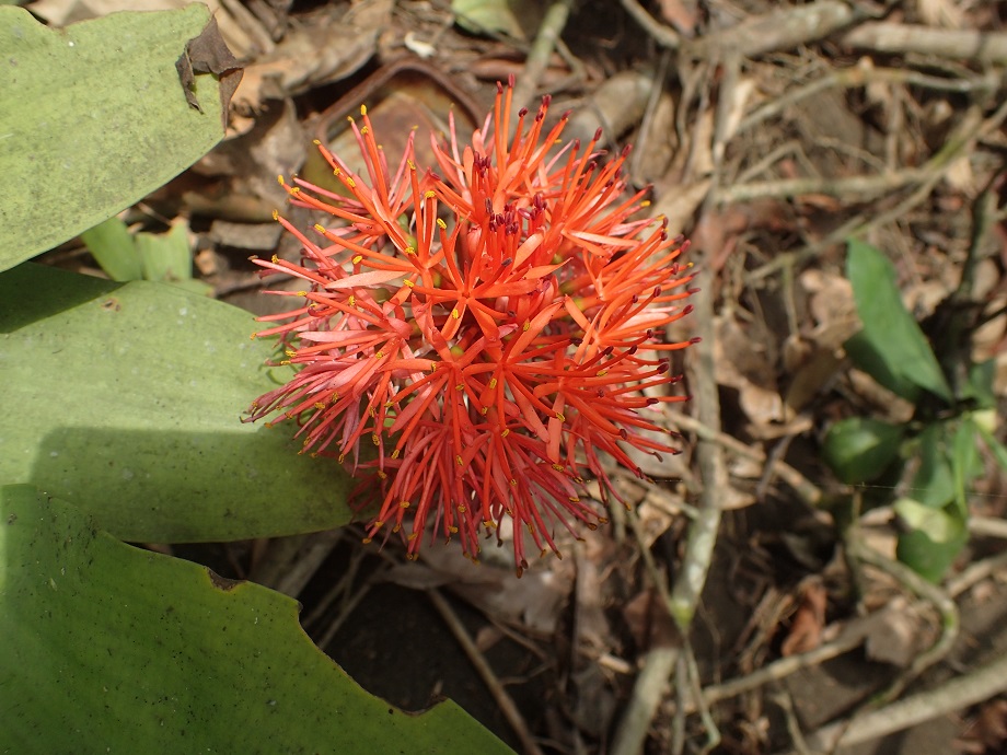 Amaryllidaceae Scadoxus cinnabarinus