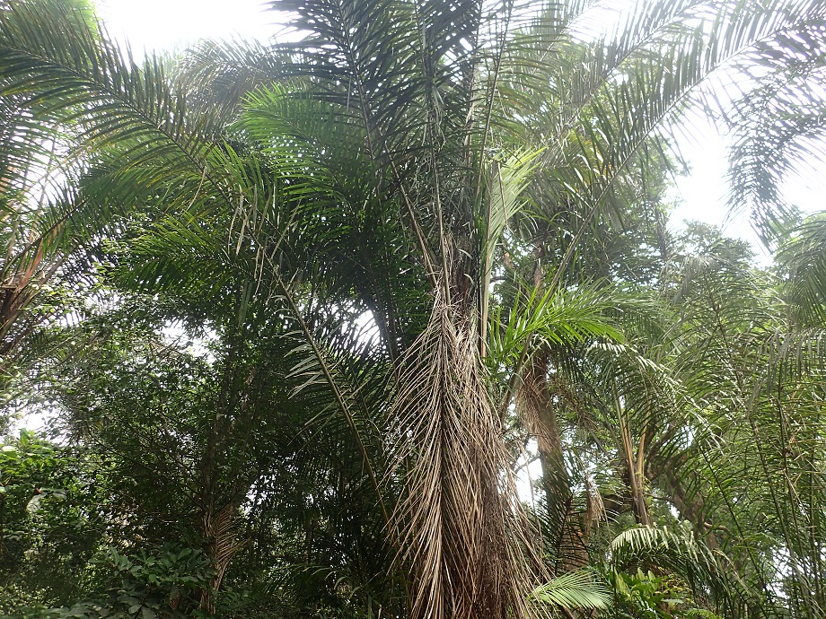 Arecaceae Raphia 