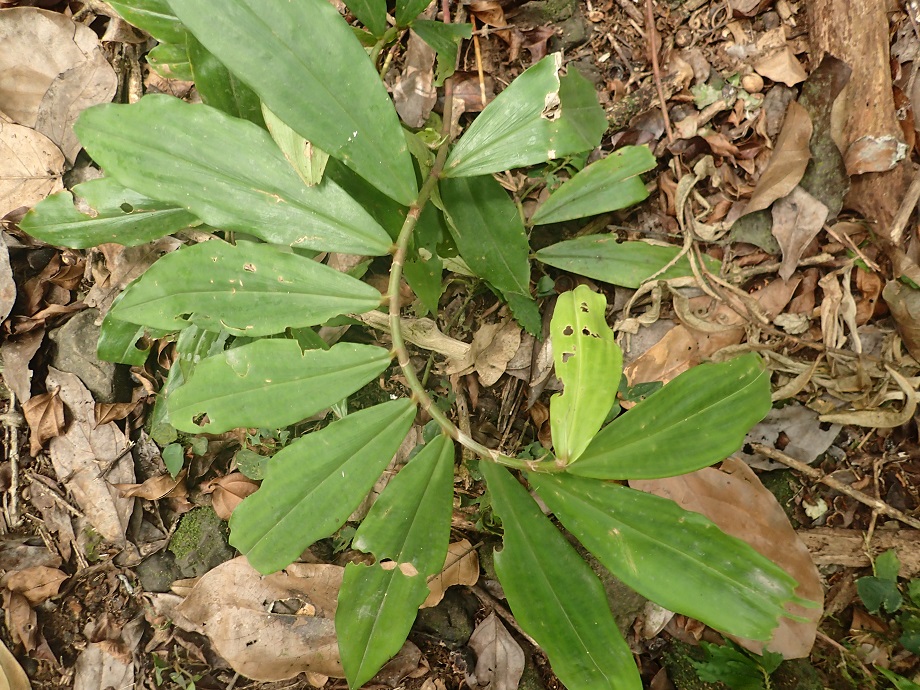 Costaceae Costus afer