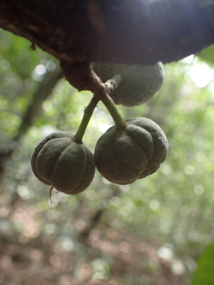 Byttneriaceae Leptonychia 