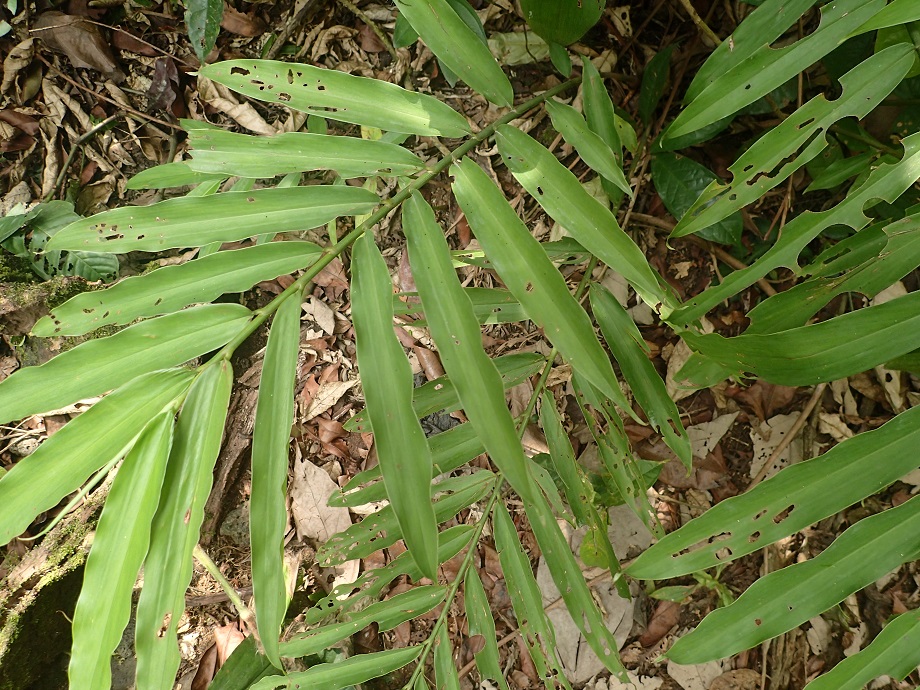 Zingiberaceae Aframomum 