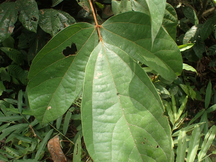 Connaraceae Agelaea 