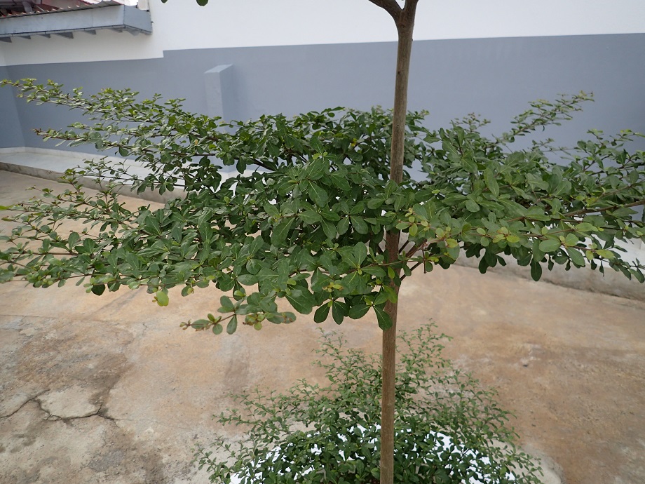 Combretaceae Terminalia ivorensis