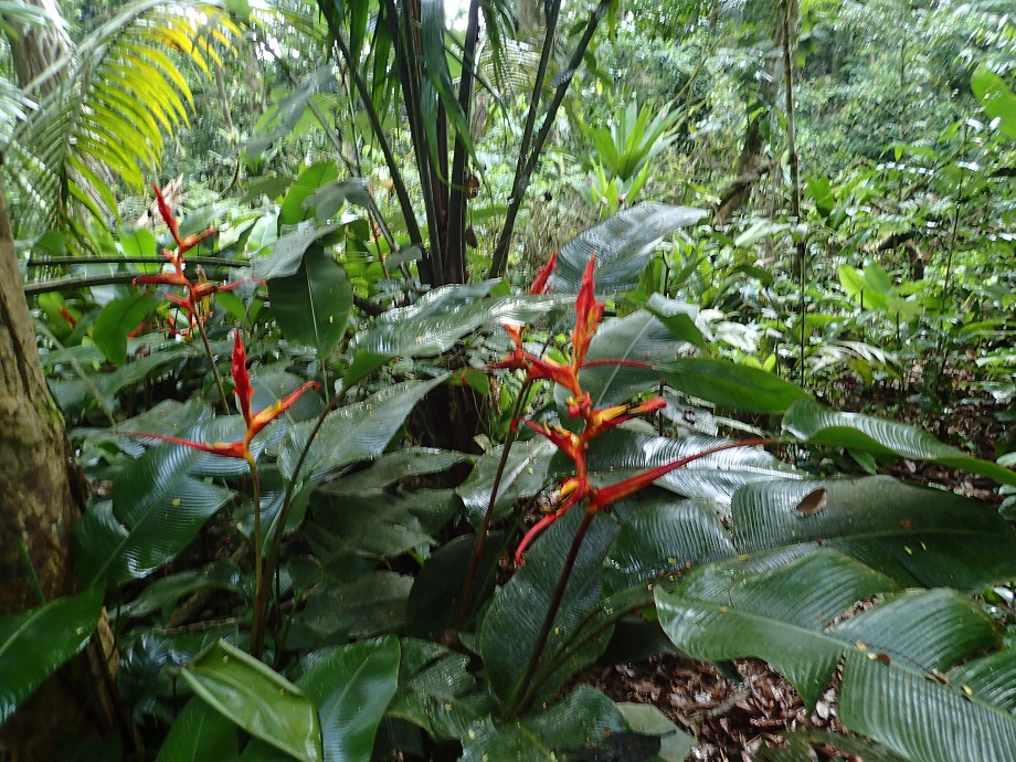 Heliconiaceae Heliconia 