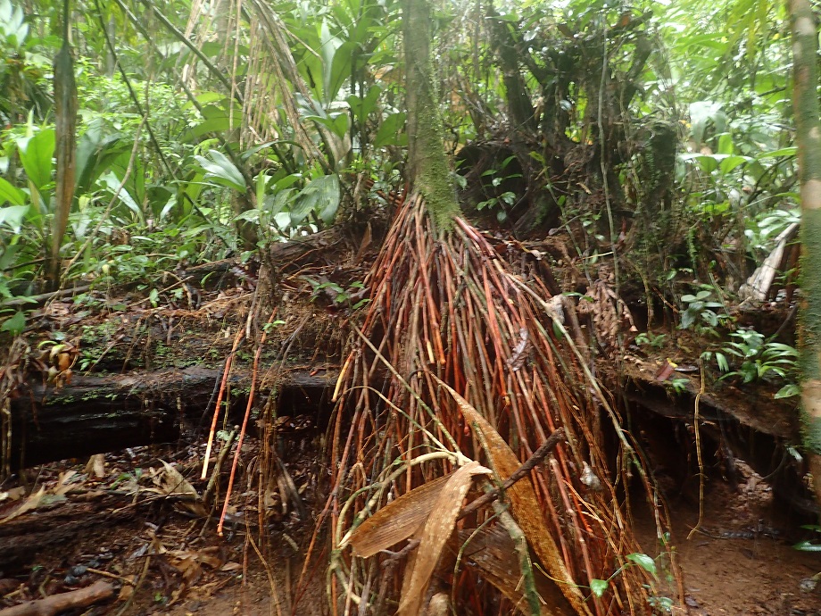 Arecaceae Euterpe precatoria