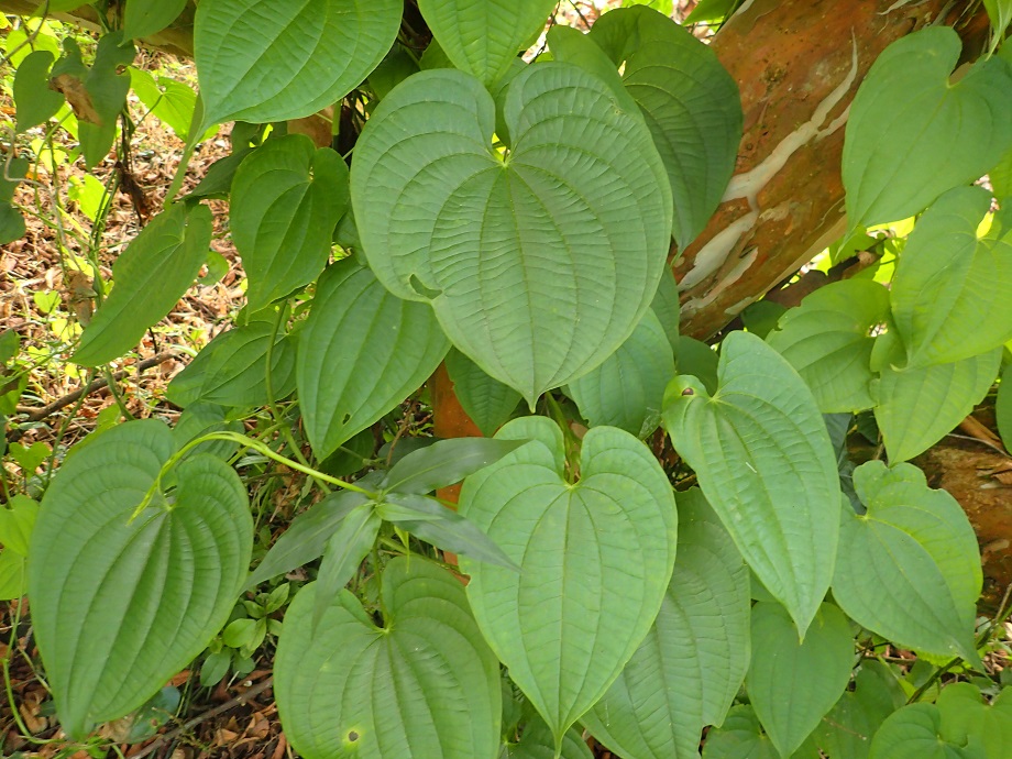 Dioscoreaceae Dioscorea 