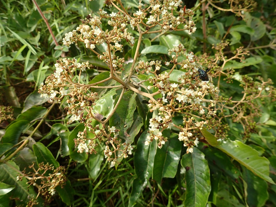 Hypericaceae Harungana madagascariensis