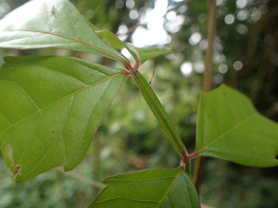 Sapindaceae Paullinia pinnata