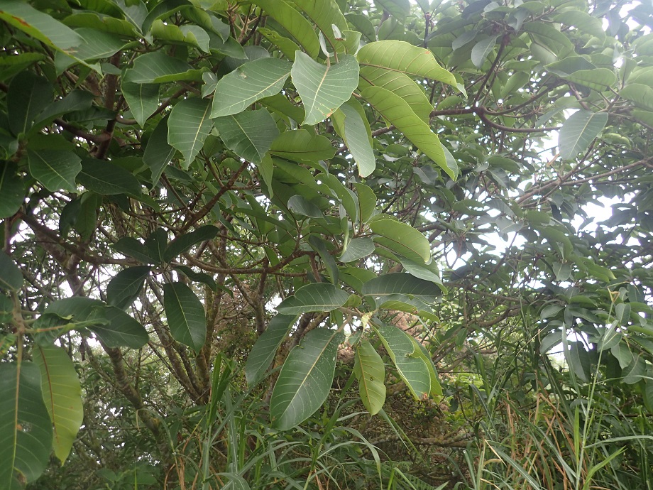 Moraceae Ficus lutea