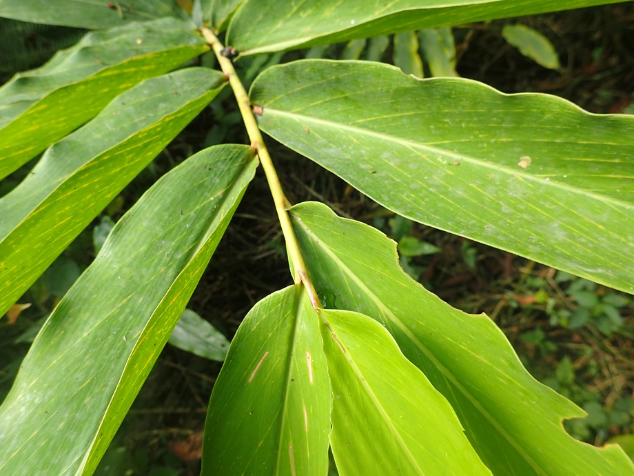 Zingiberaceae Aframomum 