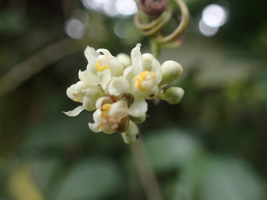 Sapindaceae Paullinia pinnata