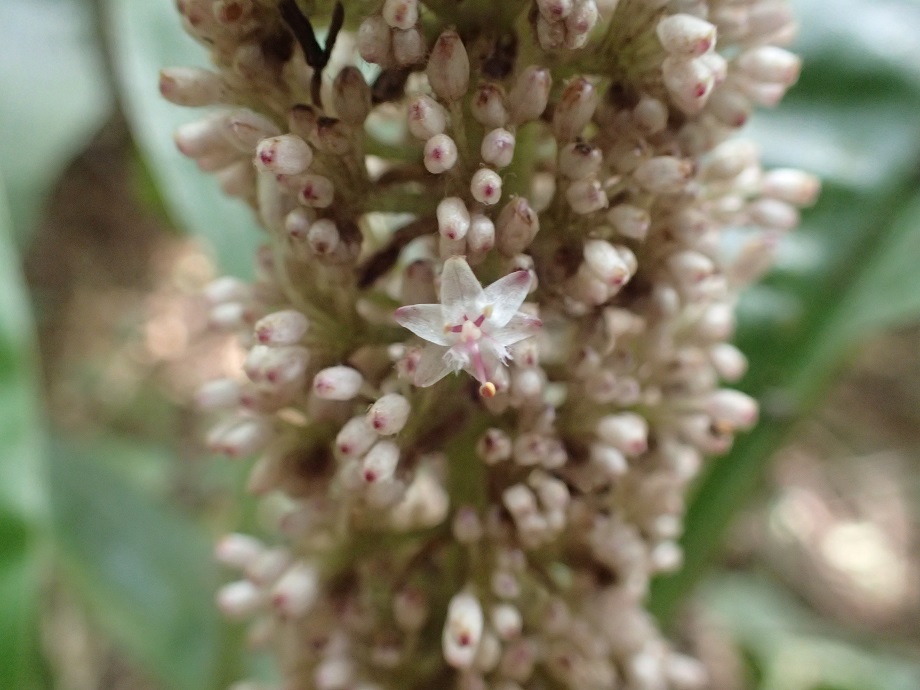 Commelinaceae Palisota 