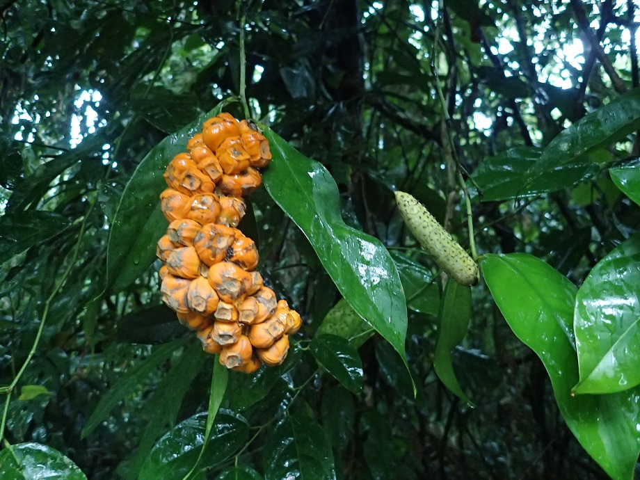 Araceae Heteropsis oblongifolia