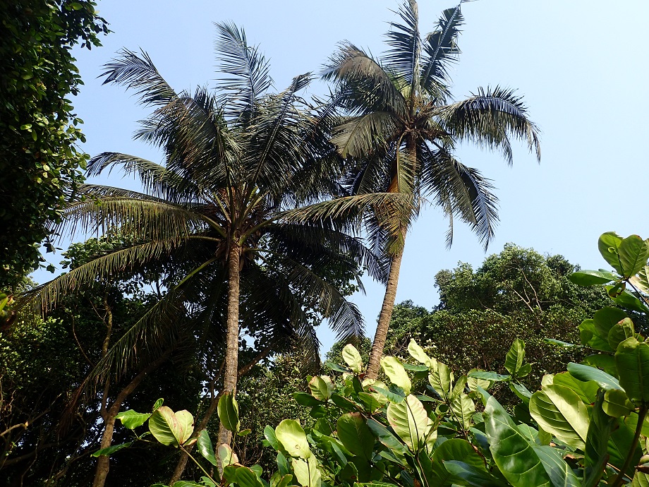 Arecaceae Cocos nucifera