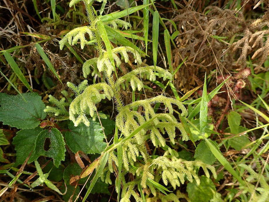 Lycopodiaceae Palhinhaea cernua