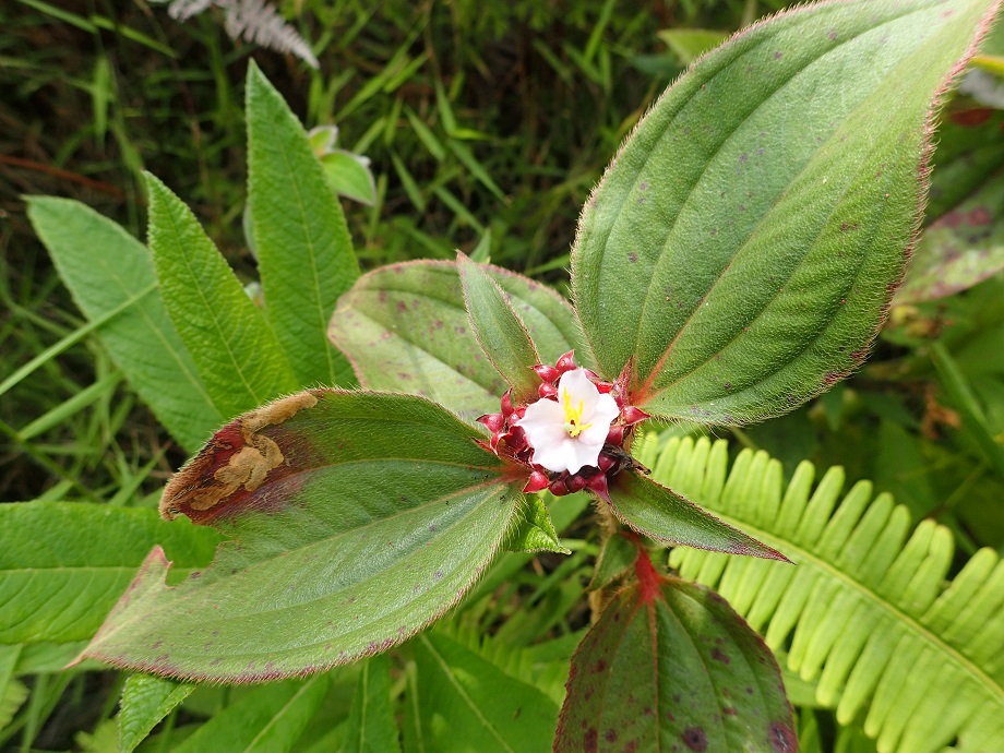 Melastomataceae Tristemma mauritianum