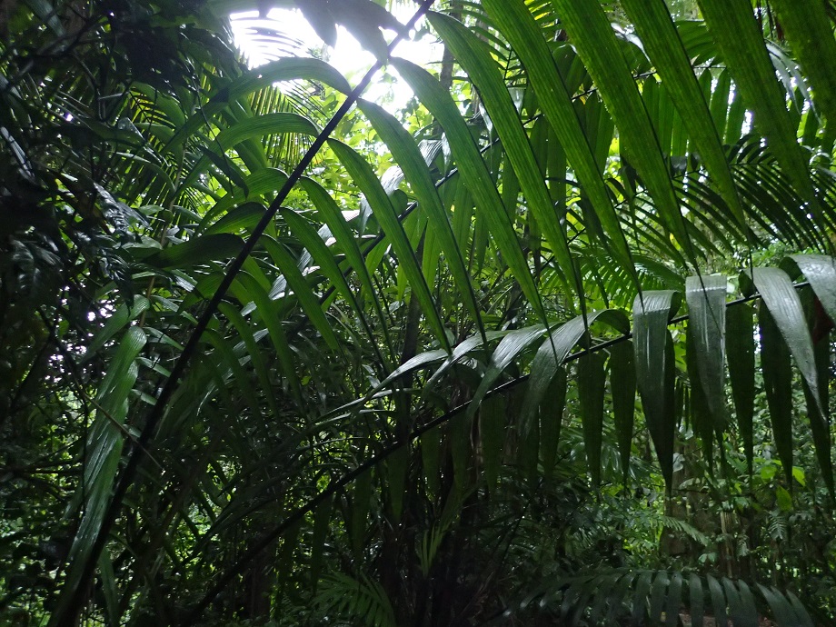 Arecaceae Welfia regia