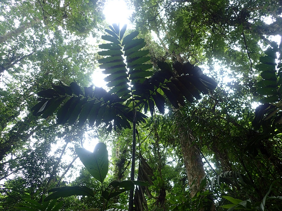 Arecaceae Iriartea deltoidea