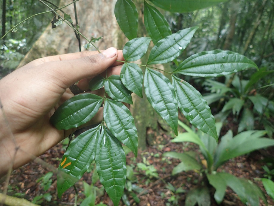 Loganiaceae Strychnos panamensis