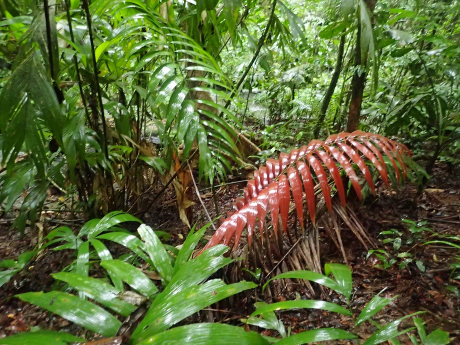 Arecaceae Welfia regia