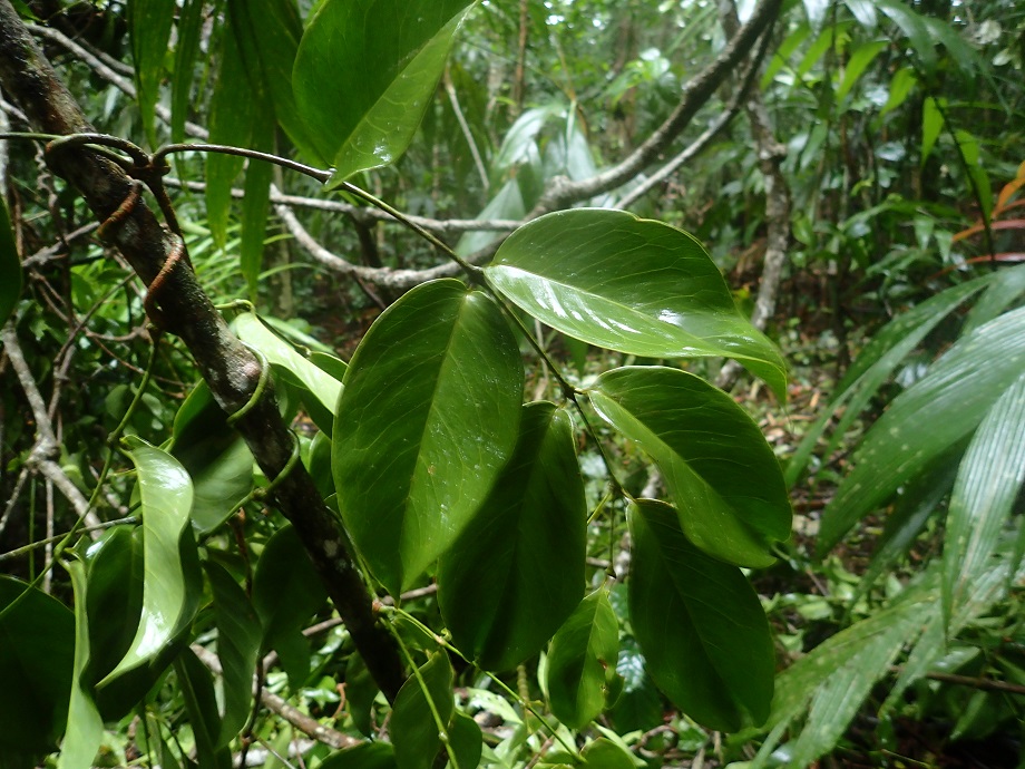 Gnetaceae Gnetum leyboldii