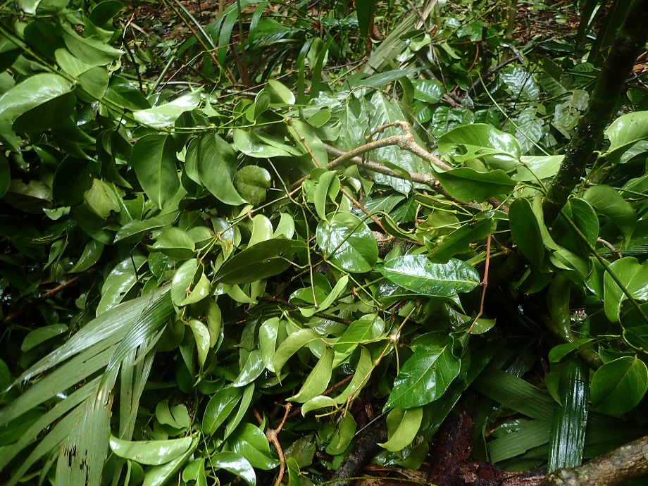 Gnetaceae Gnetum leyboldii