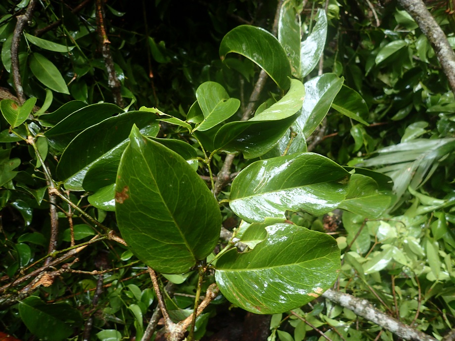 Gnetaceae Gnetum leyboldii